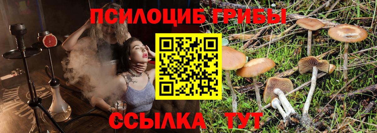 Прохладный  Псилоцибиновые грибы Psilocybe  Вход с VPN 